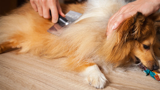 Why Your Pet Is Losing So Much Hair — And What You Can Do About It